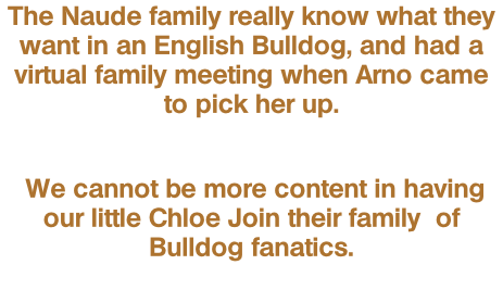 The Naude family really know what they want in an English Bulldog, and had a virtual family meeting when Arno came to pick her up.   We cannot be more content in having our little Chloe Join their family  of Bulldog fanatics.
